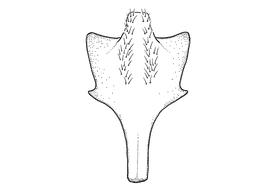   Anthidium maculosum  male, diagram showing ventral view of eighth sternum (S8), diagram from Gonzalez and Griswold 2013 
